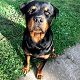 Kutya Rottweiler