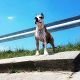 Kutya Amerikai staffordshire terrier