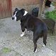 Kutya Amerikai staffordshire terrier