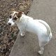 Kutya Jack Russel terrier