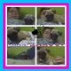 Kutya Mops