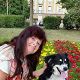 Kutya Border collie