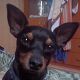 Kutya Pinscher