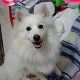 Kutya Spitz