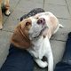 Kutya Beagle
