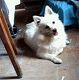 Kutya Spitz