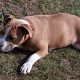 Kutya Amerikai staffordshire terrier