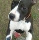 Kutya Amerikai staffordshire terrier