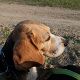 Kutya Beagle