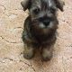 Kutya Schnauzer