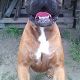 Kutya Boxer