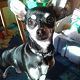 Kutya Chihuahua