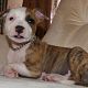Kutya Amerikai staffordshire terrier