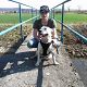 Kutya Amerikai staffordshire terrier