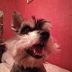 Kutya Schnauzer