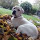 Kutya Cane corso