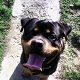 Kutya Rottweiler