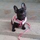 Kutya Francia bulldog