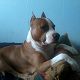 Kutya Amerikai staffordshire terrier