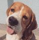Kutya Beagle