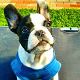 Kutya Francia bulldog