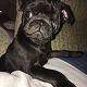 Kutya Mops