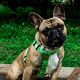 Kutya Francia bulldog