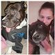 Kutya Pitbull terrier