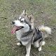 Kutya Husky