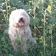 Kutya Komondor