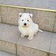 Kutya Westie