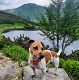 Kutya Jack Russel terrier