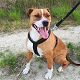 Kutya Amerikai staffordshire terrier