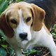 Kutya Beagle