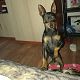 Kutya Pinscher