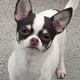 Kutya Chihuahua