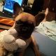 Kutya Francia bulldog