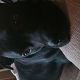 Kutya Staffordshire bullterrier