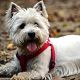 Kutya Westie