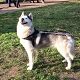 Kutya Husky