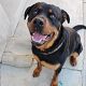 Kutya Rottweiler
