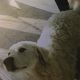 Kutya Kuvasz