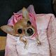 Kutya Chihuahua