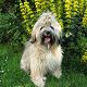 Kutya Tibeti terrier