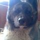 Kutya Akita inu