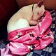 Kutya Bullterrier