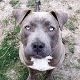 Kutya Amerikai staffordshire terrier