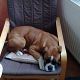 Kutya Boxer