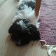 Kutya Bichon havanese