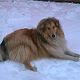 Kutya Collie